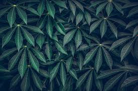 Download green wallpapers hd, beautiful and cool high quality background images collection for your device. Dark Green Leaves Background Green Leaves Pattern Background Natural Background And Wallpaper Stock Photo Image Of Background Flora 156370828
