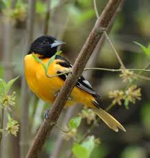Black Bird With Orange Wings Ohio The Baltimore Oriole Is A Small Member Of The Blackbird Family Description From Wildlife Ohiodnr Gov I Searched For This Baltimore Orioles Orioles Ohio Birds
