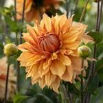 Image result for Pentas schumanniana