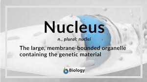 Transcription (copying) of deoxyribonucleic acid (dna) in the nucleus and translation (decoding) of the message into protein in the cytoplasm. Nucleus Definition And Examples Biology Online Dictionary