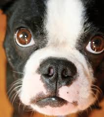 Find boston terrier puppies and breeders in your area and helpful boston terrier information. Boston Terrier