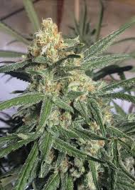 It is not rechargeable and measures 11.6 millimeters in diameter and is 5.4 millimeters thick. G13 Skunk Mr Nice Strain Info Growdiaries
