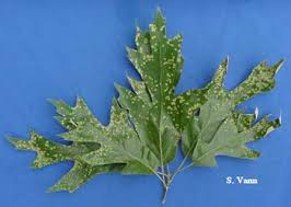 Common Tree Disease Problems Symptoms And Photos Of Tree Disease