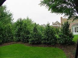 Nellie R Stevens Holly House Landscape Privacy Landscaping Landscape Design
