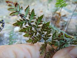 Image result for Cheilanthes involuta