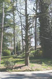 Bradford Pear Hatrack Pruning Walter Reeves The Georgia Gardener