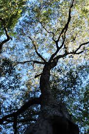 Image result for Droguetia ambigua