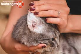 Sehingga perlu perhatian khusus terkait makanan yang dikonsumsi dan istirahat yang cukup. Kucing Mempunyai Telinga Kotor Di Dalam Mengapa Dan Apa Yang Perlu Dilakukan