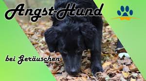 Es ist sehr schwer nachts mal durch zu schlafen, auf der arbeot. Hunde Angst Vor Lauten Gerauschen 7 Tipps Wenn Dein Hund Angst Vor Lauten Gerauschen Hat Youtube