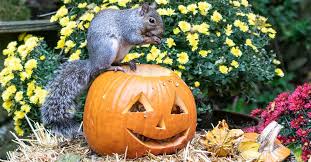 They will keep going until they reach the seeds, as we all know they love these! Tips For Keeping Your Pumpkins Safe Arrow Exterminating
