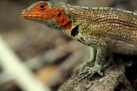 Auf dieser seite geben wir die 25 tollsten tiere von ecuador, von denen die meisten mit. Blaufussige Vogel Bunte Echsen Uralte Riesenschildkroten Die Galapagos Inseln Faszinieren Mit Ihrer Aussergewohnlichen Vulkanlandschaft Doch Die Eigentlichen Stars Sind Die Tiere Picture Of Galapagos Islands Ecuador Tripadvisor