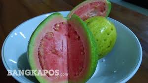 Wallpaper buah jambu biji merah yang dapat anda. Anda Sedang Diet Coba Konsumsi Jambu Biji Sebagai Camilan Bangka Pos