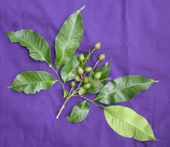 Image result for Trichilia