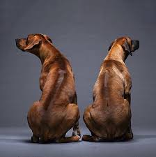 Der rhodesian ridgeback darf in deutschland nicht jagen. Rodhesianridgeback Hunde Hundefotos Jagdhunde