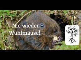 Wühlratten im garten zu vertreiben, ist nicht leicht. Wuhlmause Vertreiben Ohne Gift Und Fallen Youtube