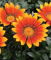 Gazania treasure flowers are good plants for the front of sunny garden borders and also perform well as a flowering ground cover when planted in large groups. Learn About Gazanias Perennial Flower Gardening Burpee