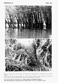 Image result for Aeschynomene elaphroxylon