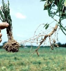 Image result for Striga aspera