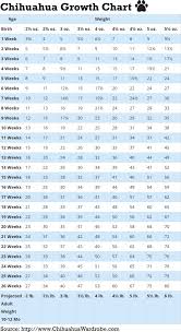 49 paradigmatic chihuahua chart