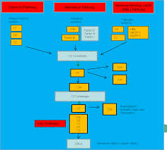 Image result for Complement Pathway