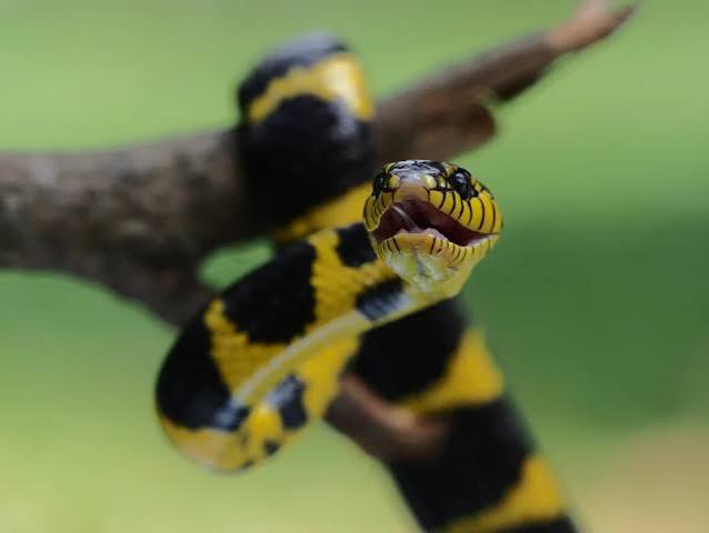 Snakes of the Amazon: Venomous vs Poisonous