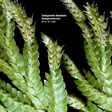 Image result for Selaginellaceae