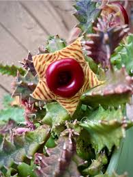 Image result for Huernia zebrina