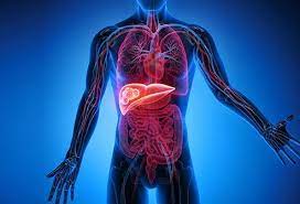 Liver cancer symptoms are more likely to appear as the cancer grows or becomes advanced. What Are The Warning Signs Of Liver Cancer