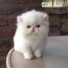 Kucing anggora adalah salah satu kucing yang sangat populer di dunia, banyak orang yang mengenal jenis kucing ini karena keindahan pada ciri utama pada kucing anggora adalah pada ukuran bulu di lehernya yang lebih panjang dari bulu di bagian badannya, serta memiliki bulu tebal di. Jual Kucing Shopee Indonesia