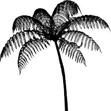 Image result for Cyatheaceae