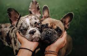 We can feel your mouth drop, but these aren't even the most expensive ones because the more reputable a reputable breeder is, the higher the price. French Bulldog Price How Much Do French Bulldog Puppies Cost All Things Dogs