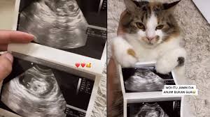 Ukuran gambar pada janin bisa menjadi indikator usia kehamilan dan informasi. Perempuan Iseng Unggah Foto Janin Dikira Hamil Padahal Hasil Usg Kucing Kumparan Com