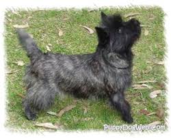 With thousands of cairn terrier puppies for sale and hundreds of cairn terrier dog breeders, you're sure to find the perfect cairn terrier puppy. Cairn Terrier Puppies Breeders Terriers