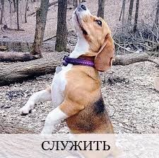 obuchit etoj komande dostatochno legko 1 dajte komandu sidet esli sobaka ee znaet esli net uchite pri sebe imejte kusochek animals dogs pitbulls