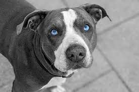 Blue Eyed Pitbull You Won T Resist Those Baby Blues