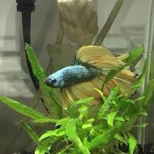L Aquarium Ideal Pour Le Poisson Combattant Materiel Aquatique Com