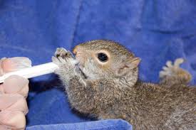 The Squirrel Saving Stuntwoman Scienceline