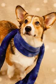 (includes one activity selected, guaranteed facebook photo and bedtime treat) $15. Wags Pet Resort Flickr