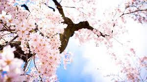 Cherry Blossoms Hd Wallpaper Cherry Blossom Wallpaper Anime Cherry Blossom Cherry Blossom Painting