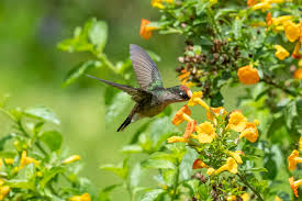 Deportes tolima 2021 fikstürü, iddaa, maç sonuçları, maç istatistikleri, futbolcu kadrosu, haberleri, transfer haberleri. Tolima A Little Known Destination In Colombia With A Lot To Offer