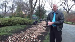 Depending upon its variety, jasmine may be planted as a ground cover, an ornamental bush, or trained along fences and other supports. Nine Steps For Planting Spring Bulbs Dallas Arboretum And Botanical Garden Blog