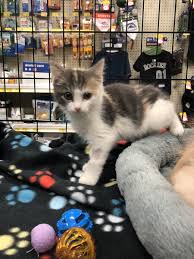 Find cats for sale in portland on oodle classifieds. Petsmart Charities On Twitter Romeo Callie Sonya And Stevie The Wonder Cat Are Patiently Waiting To Go Home Just In Time For The Holidays Find Them In The Saltlakecity Petsmart Store Picme