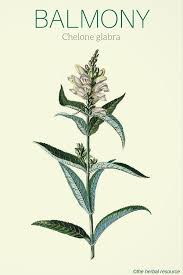 As with most things the style and function of the light you end up going with comes down to personal preference. Balmony Benefits And Uses Herbalism Herbal Plants Herbal Medicine