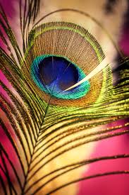 Krishna peacock feather images hd. Peacock 1080p 2k 4k 5k Hd Wallpapers Free Download Wallpaper Flare