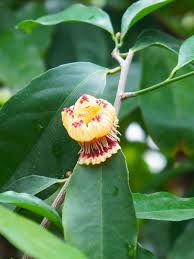 Image result for Napoleonaea