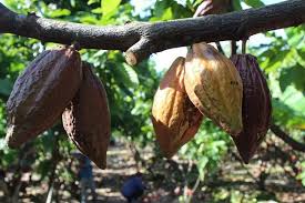 Chocolates & cocoa products and services | food business industry in malaysia. Malaysian Chocolate Cacao Culture Dame Cacao