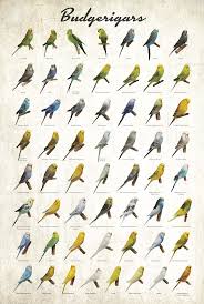 Budgerigar Colors Poster Budgerigar Parakeet Pet Birds