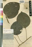 Image result for Triclisia