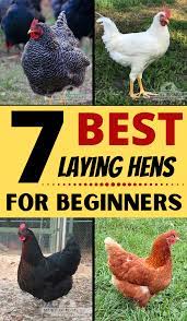 7 Best Laying Hens For Beginners Best Laying Chickens Laying Hens Backyard Poultry