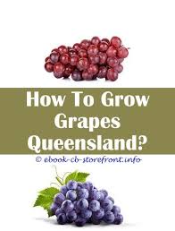 15 First Rate How To Grow Green Grapes From Seed
